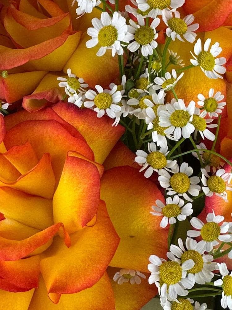 Яркий букет роз Французские розы и ромашки / Оранжевая роза