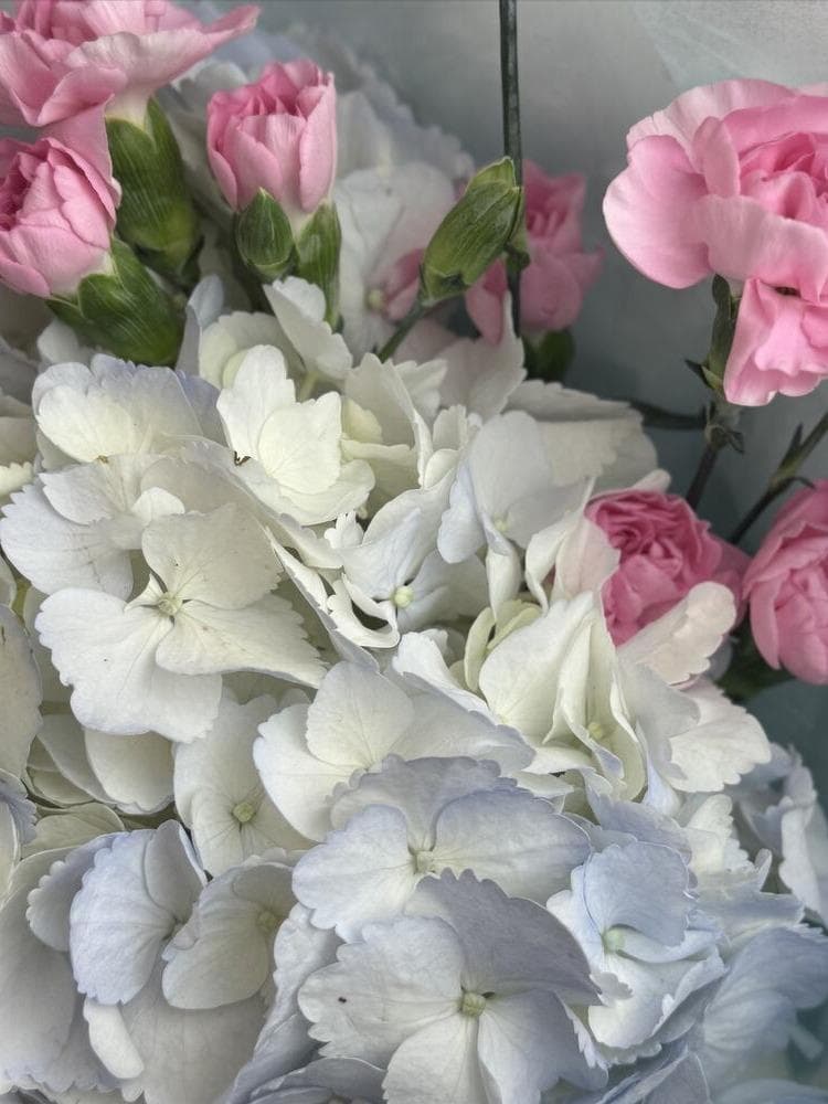 Красивый букет-комплимент: голубая гортензия и розовая гвоздика кустовая. N32