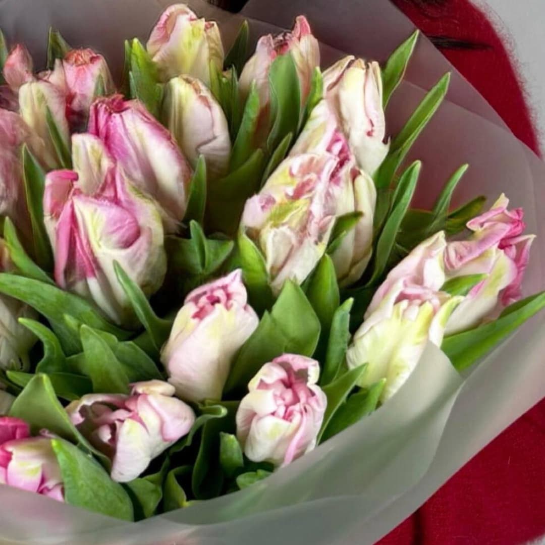 Пионовидные тюльпаны 25шт / Красивый букет / Тюльпан премиум Пэррот