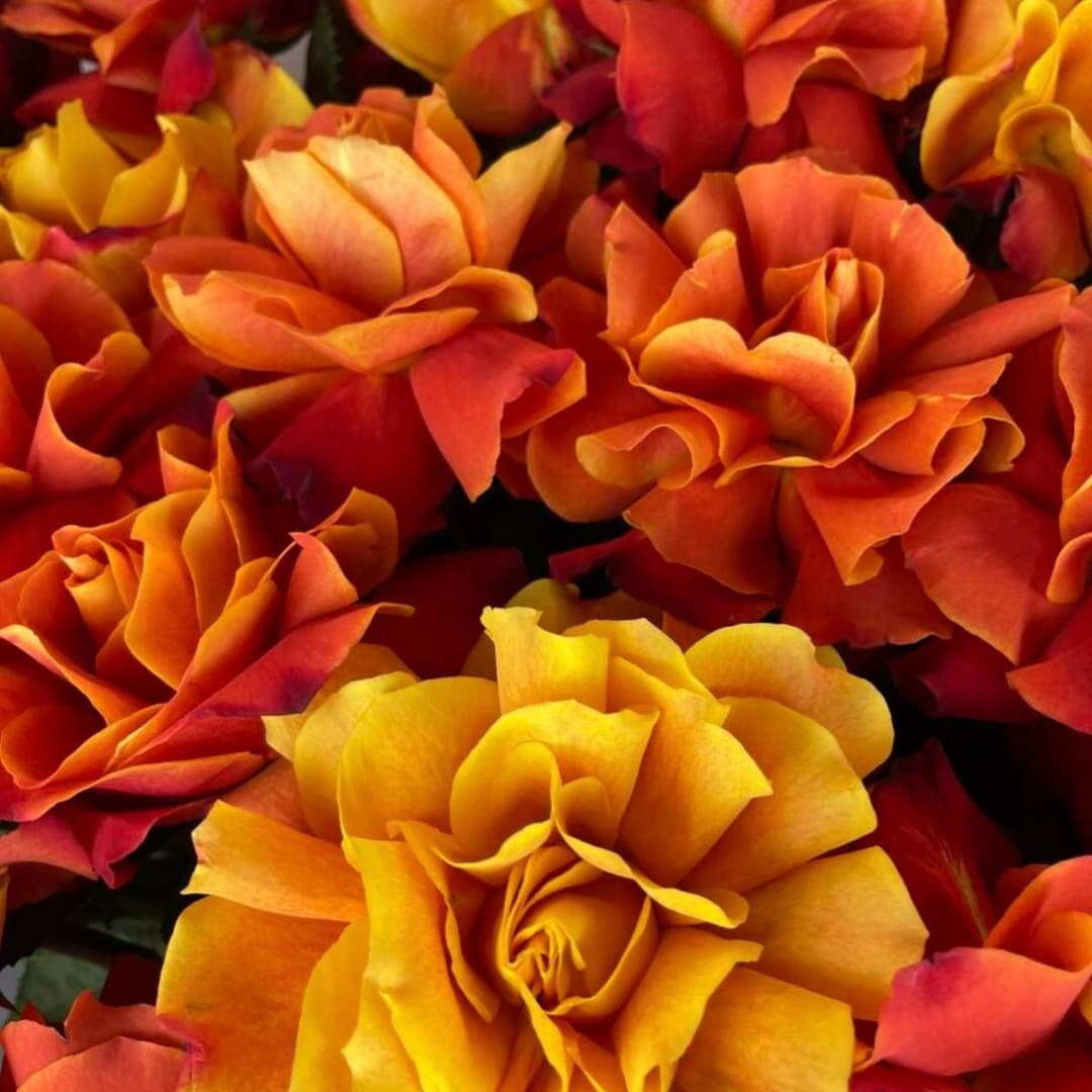 Премиум букет / Огромный букет роз: французские розы 25шт / Оранжевые розы