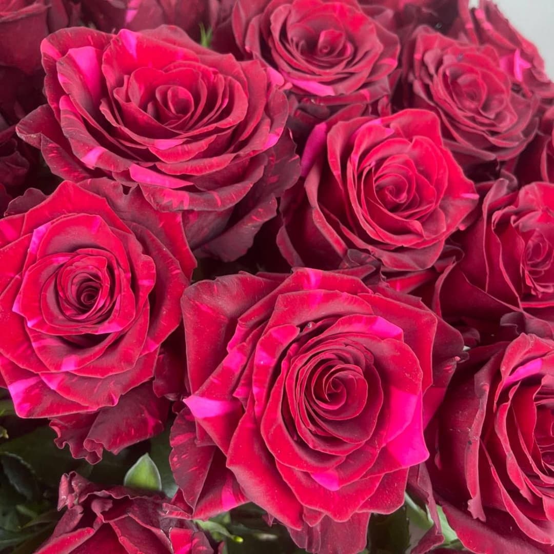 Шикарный букет роз / Красная роза 51шт / Премиум-розы Red Panther (Ред Пантер)