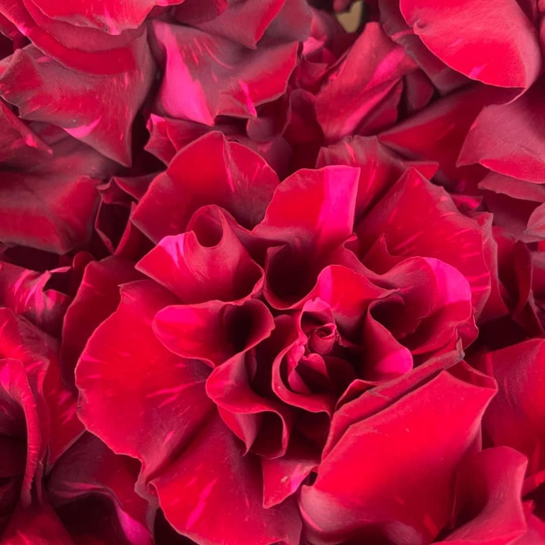 Букет роз: Французские розы 7шт / Красная роза шикарная️ Сорт: Red Panther (Ред Пантер)