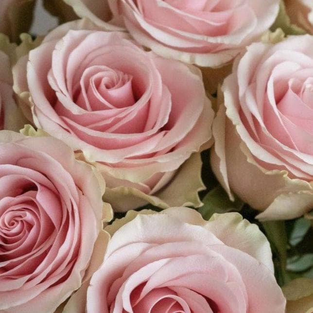 Нежная охапка роз Pink Mondial — 280 ₽/шт