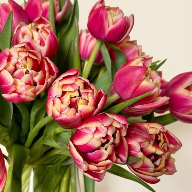 Главный цветок весны - тюльпан !