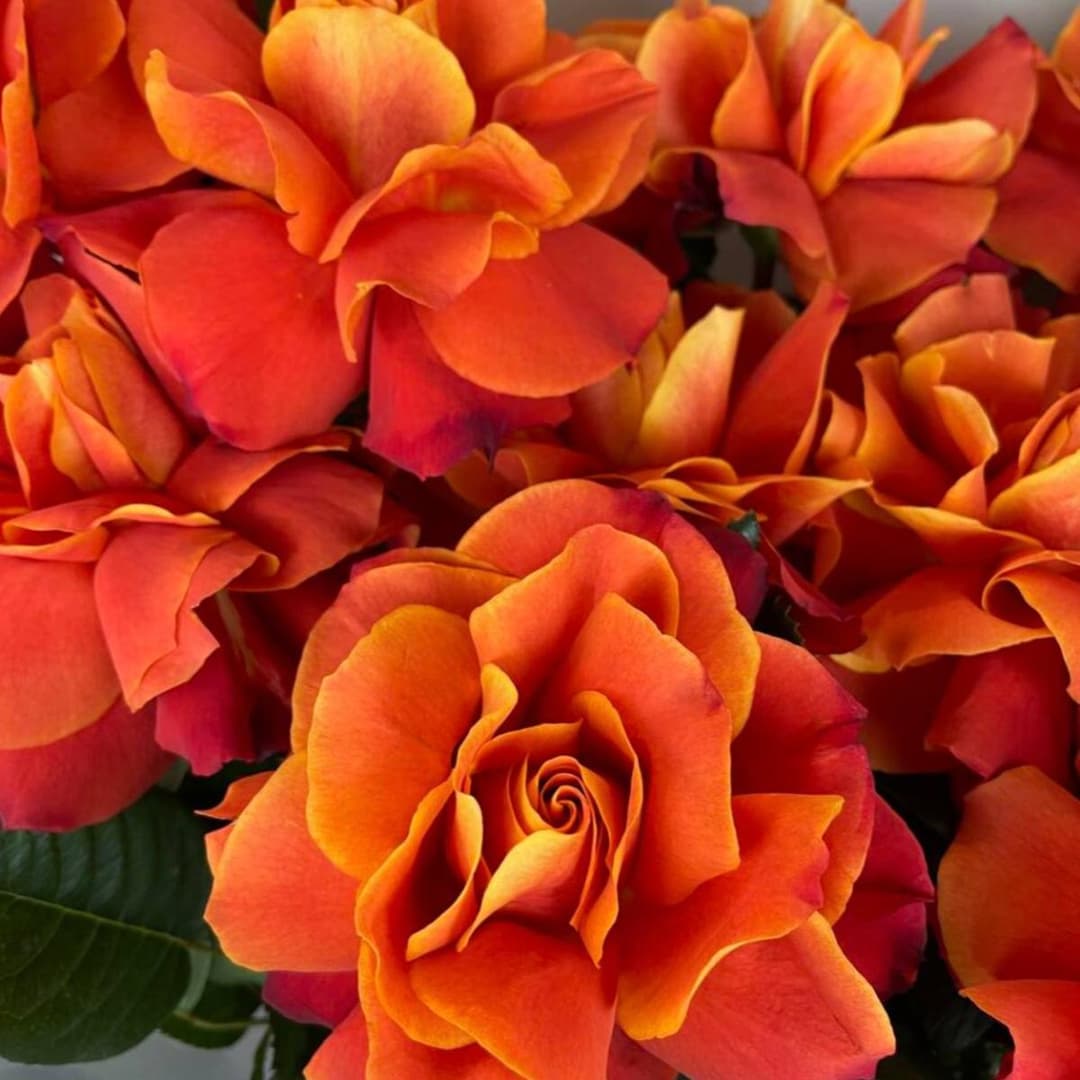 Яркий букет: оранжевые французские розы 11 шт